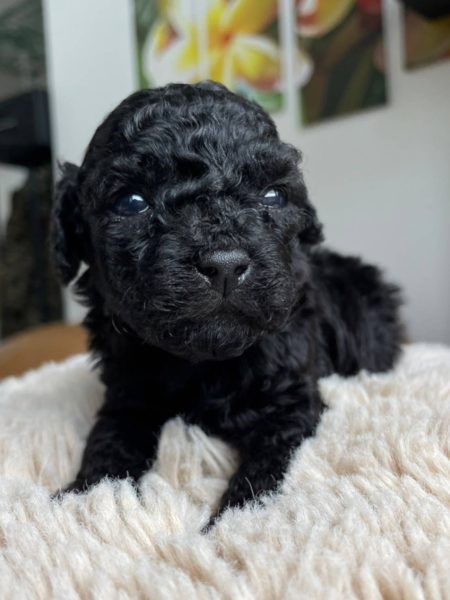 トイプードル、女の子(メス)、ブラック、2023年06月06日産まれ