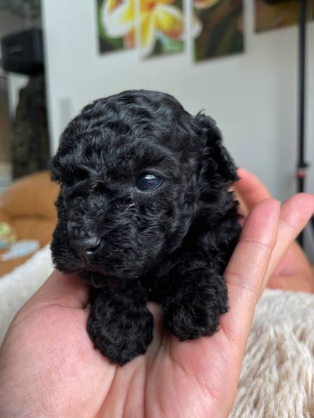 トイプードル、女の子(メス)、ブラック、2023年06月06日産まれ