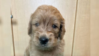 ゴールデンドゥードル子犬販売