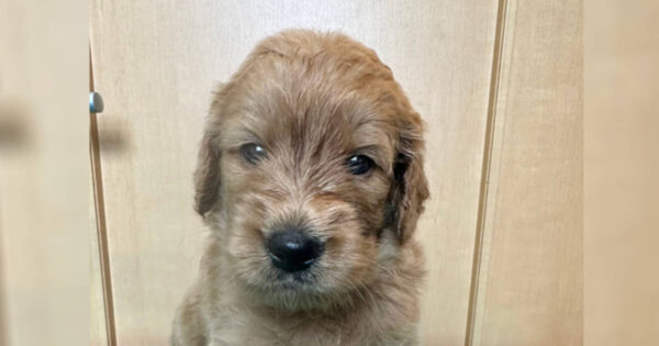 MIX（ゴールデンドゥードル）、男の子（オス）、クリーム、2023年05月25日産まれ