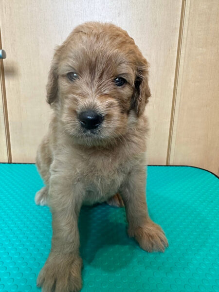 MIX(ゴールデンドゥードル)、男の子(オス)、クリーム、2023年05月25日産まれ