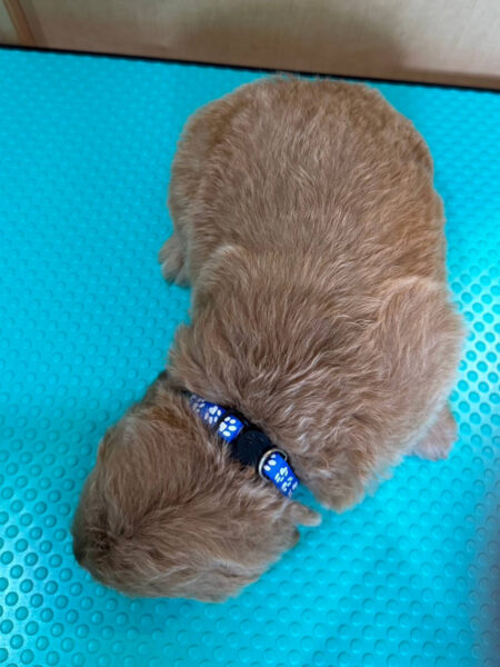 MIX(ゴールデンドゥードル)、男の子(オス)、クリーム、2023年05月25日産まれ