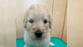 ゴールデンドゥードル子犬販売