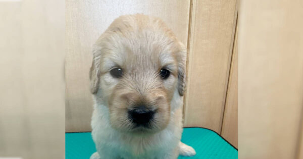 MIX（ゴールデンドゥードル）、女の子（メス）、クリーム、2023年05月25日産まれ