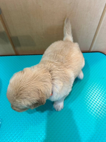 MIX（ゴールデンドゥードル）、女の子（メス）、クリーム、2023年05月25日産まれ