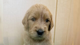 ゴールデンドゥードル子犬販売