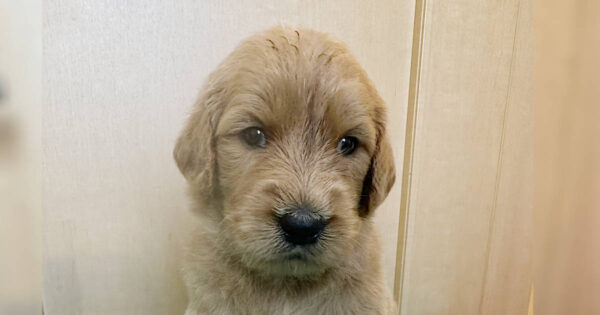 MIX（ゴールデンドゥードル）、女の子（メス）、クリーム、2023年05月25日産まれ