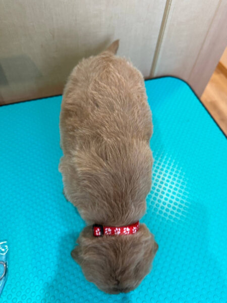 MIX(ゴールデンドゥードル)、女の子(メス)、クリーム、2023年05月25日産まれ