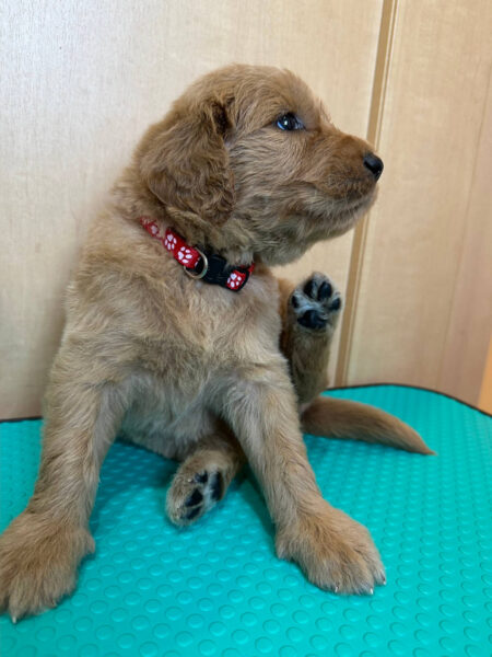 MIX(ゴールデンドゥードル)、女の子(メス)、クリーム、2023年05月25日産まれ