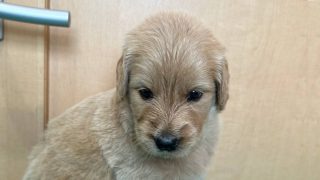 ゴールデンドゥードル子犬販売