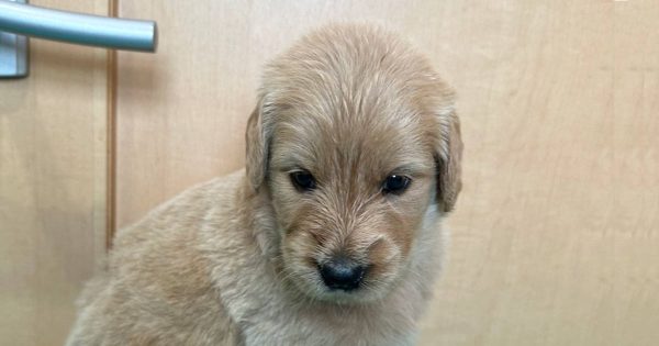 MIX（ゴールデンドゥードル）、男の子（オス）、クリーム、2023年05月25日産まれ