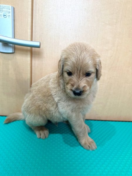 MIX（ゴールデンドゥードル）、男の子（オス）、クリーム、2023年05月25日産まれ