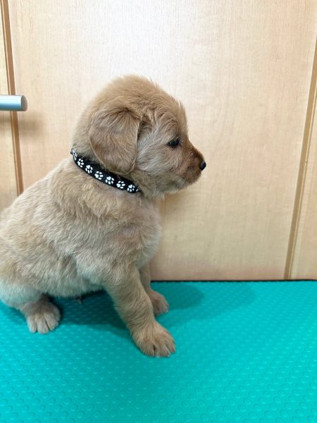 MIX（ゴールデンドゥードル）、男の子（オス）、クリーム、2023年05月25日産まれ