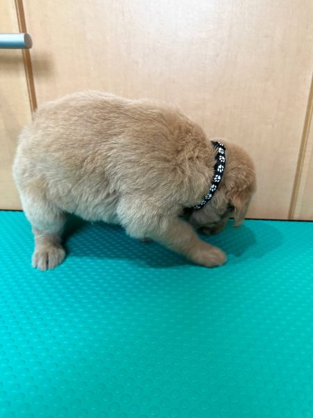 MIX（ゴールデンドゥードル）、男の子（オス）、クリーム、2023年05月25日産まれ