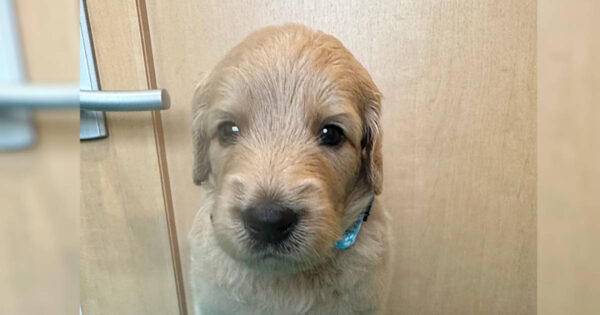 MIX（ゴールデンドゥードル）、男の子（オス）、クリーム、2023年05月25日産まれ