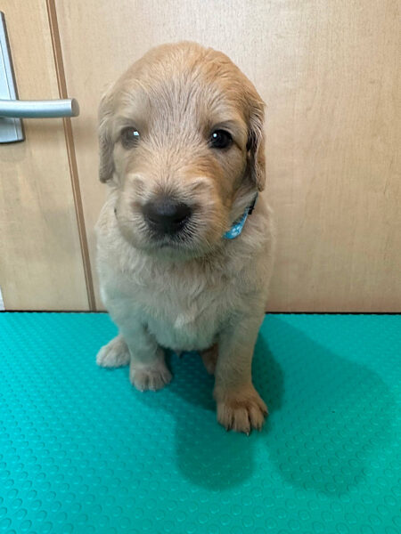 MIX（ゴールデンドゥードル）、男の子（オス）、クリーム、2023年05月25日産まれ