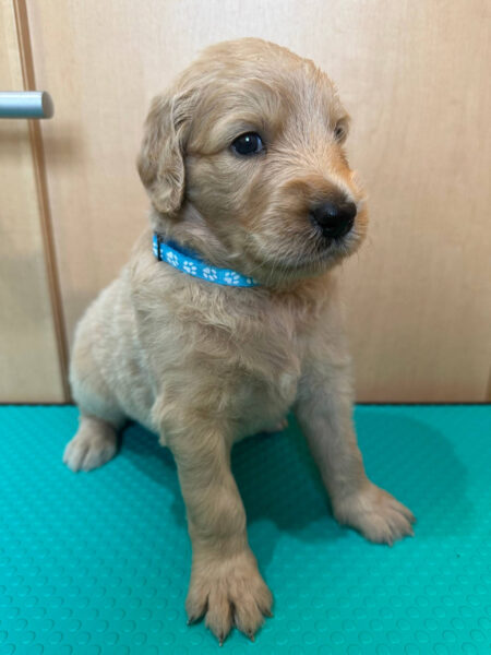 MIX（ゴールデンドゥードル）、男の子（オス）、クリーム、2023年05月25日産まれ