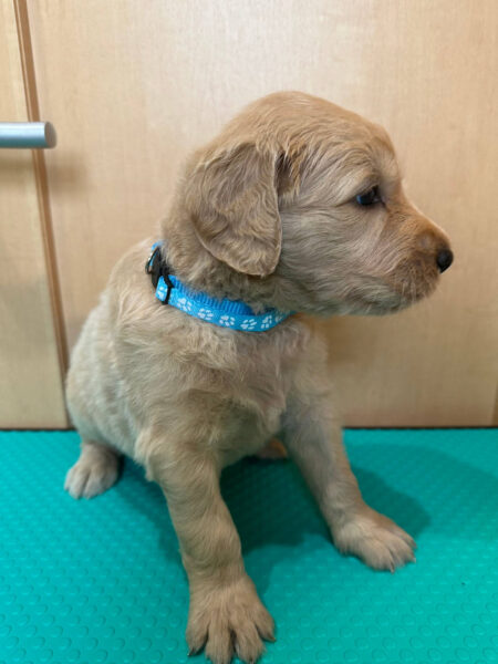 MIX（ゴールデンドゥードル）、男の子（オス）、クリーム、2023年05月25日産まれ