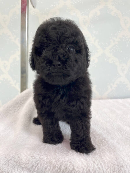 トイプードル、男の子（オス）、ブラック、2023年06月06日産まれ、チェックリボン君、立ち姿１