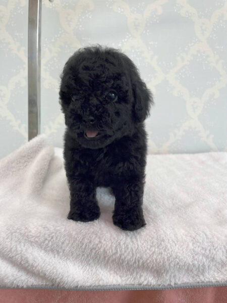 トイプードル、男の子（オス）、ブラック、2023年06月06日産まれ、チェックリボン君、立ち姿2