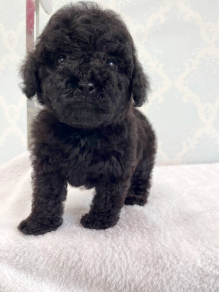 トイプードル、男の子（オス）、ブラック、2023年06月06日産まれ、チェックリボン君、立ち姿3