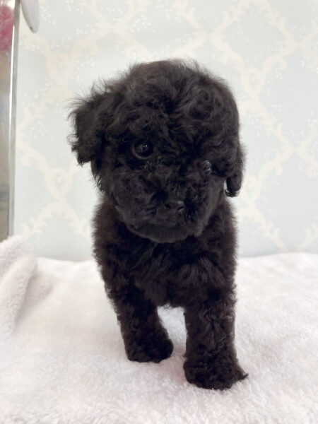 トイプードル、男の子（オス）、ブラック、2023年06月06日産まれ、チェックリボン君、立ち姿4