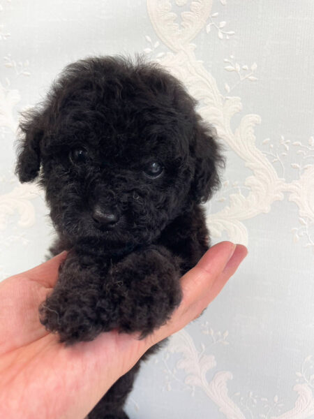 トイプードル、女の子(メス)、ブラック、2023年06月06日産まれ、お顔