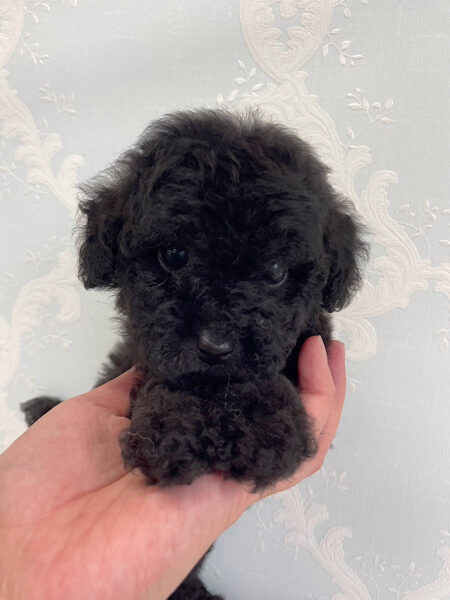 トイプードル、女の子(メス)、ブラック、2023年06月06日産まれ、お顔2