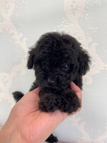 トイプードル、女の子(メス)、ブラック、2023年06月06日産まれ、お顔3
