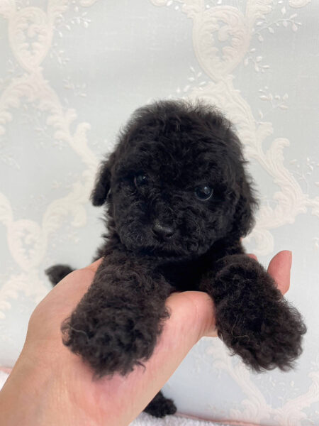 トイプードル、女の子(メス)、ブラック、2023年06月06日産まれ、正面