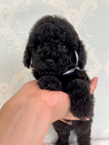 トイプードル、男の子（オス）、ブラック、2023年06月06日産まれ、ホワイトリボン君、正面
