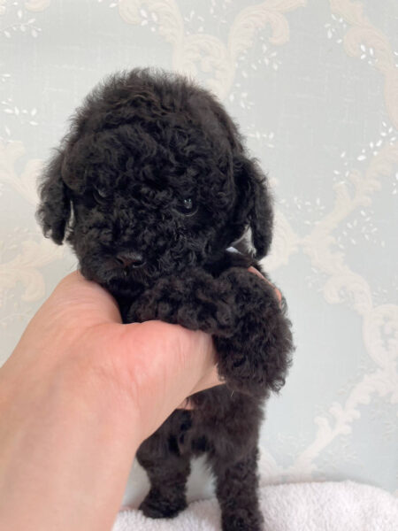 トイプードル、男の子（オス）、ブラック、2023年06月06日産まれ、ホワイトリボン君、正面2
