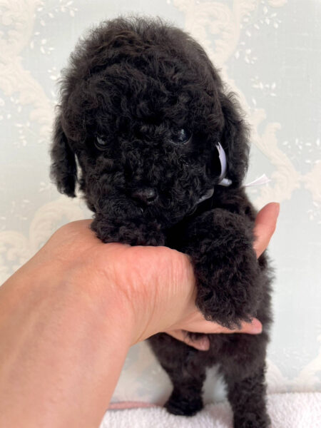 トイプードル、男の子（オス）、ブラック、2023年06月06日産まれ、ホワイトリボン君、正面3