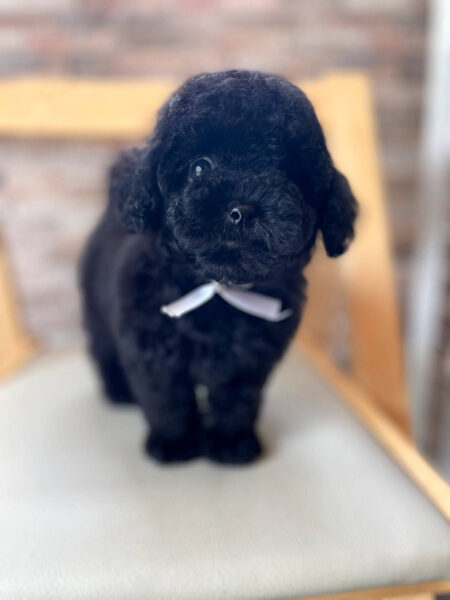 トイプードル、男の子（オス）、ブラック、2023年06月06日産まれ、ホワイトリボン君