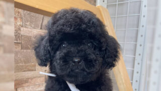 トイプードル子犬販売