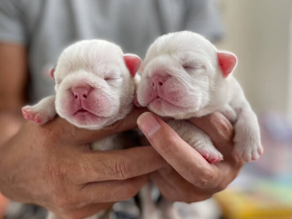 ブルドッグの女の子、2023年8月2日産まれ、お顔