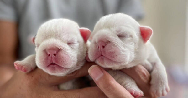 ブルドッグの女の子、2023年8月2日産まれ、サムネイル