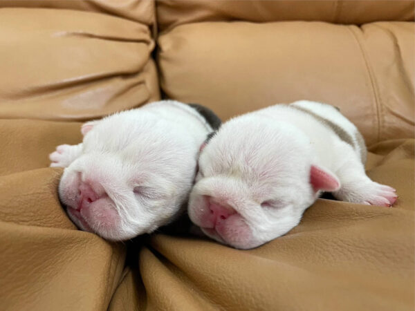 ブルドッグの女の子、2023年8月2日産まれ、スヤスヤ