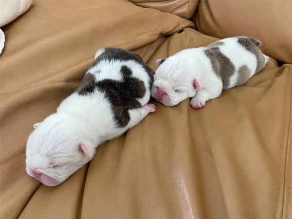 ブルドッグの女の子、2023年8月2日産まれ、背中の柄1