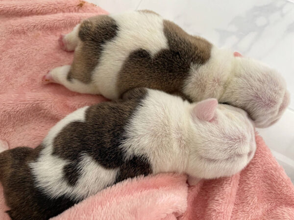 ブルドッグの女の子、2023年8月2日産まれ、背中の柄2