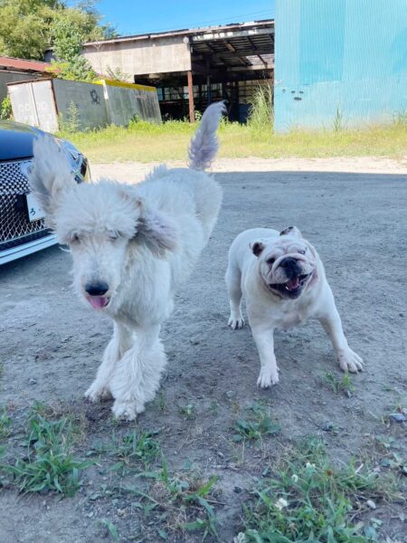 スタンダードプードル（スタンプー）とブルドッグ。お外で遊びました。