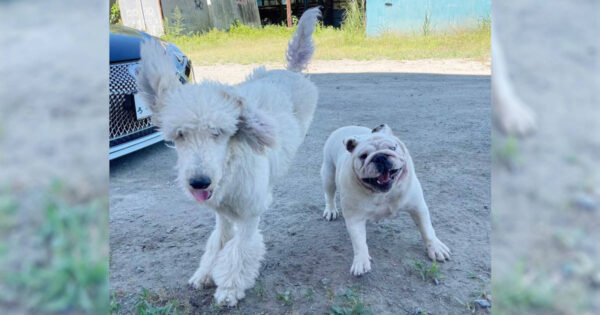 スタンダードプードル（スタンプー）とブルドッグ。お外で遊びました。