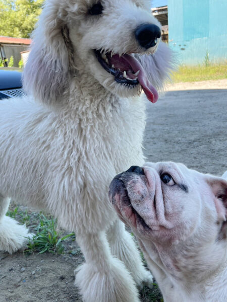 スタンダードプードル（スタンプー）とブルドッグ。お外で遊びました。