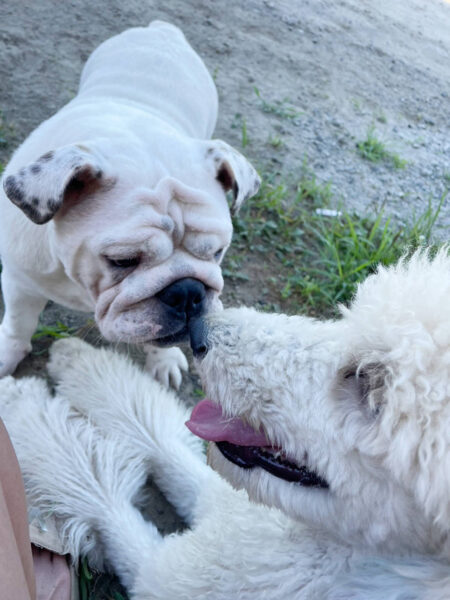 スタンダードプードル（スタンプー）とブルドッグ。お外で遊びました。