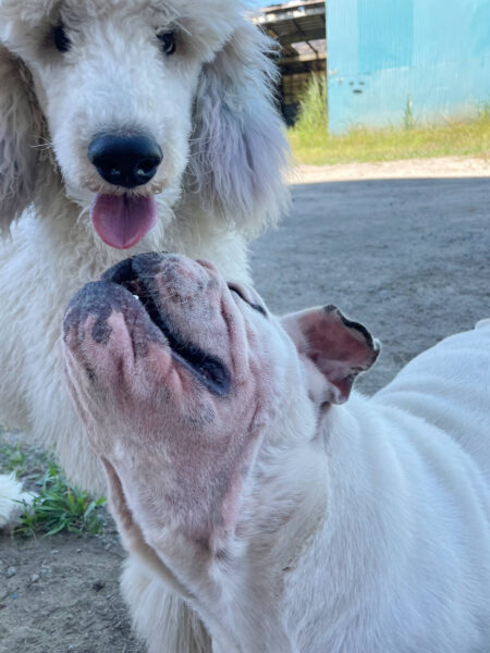 スタンダードプードル（スタンプー）とブルドッグ。お外で遊びました。