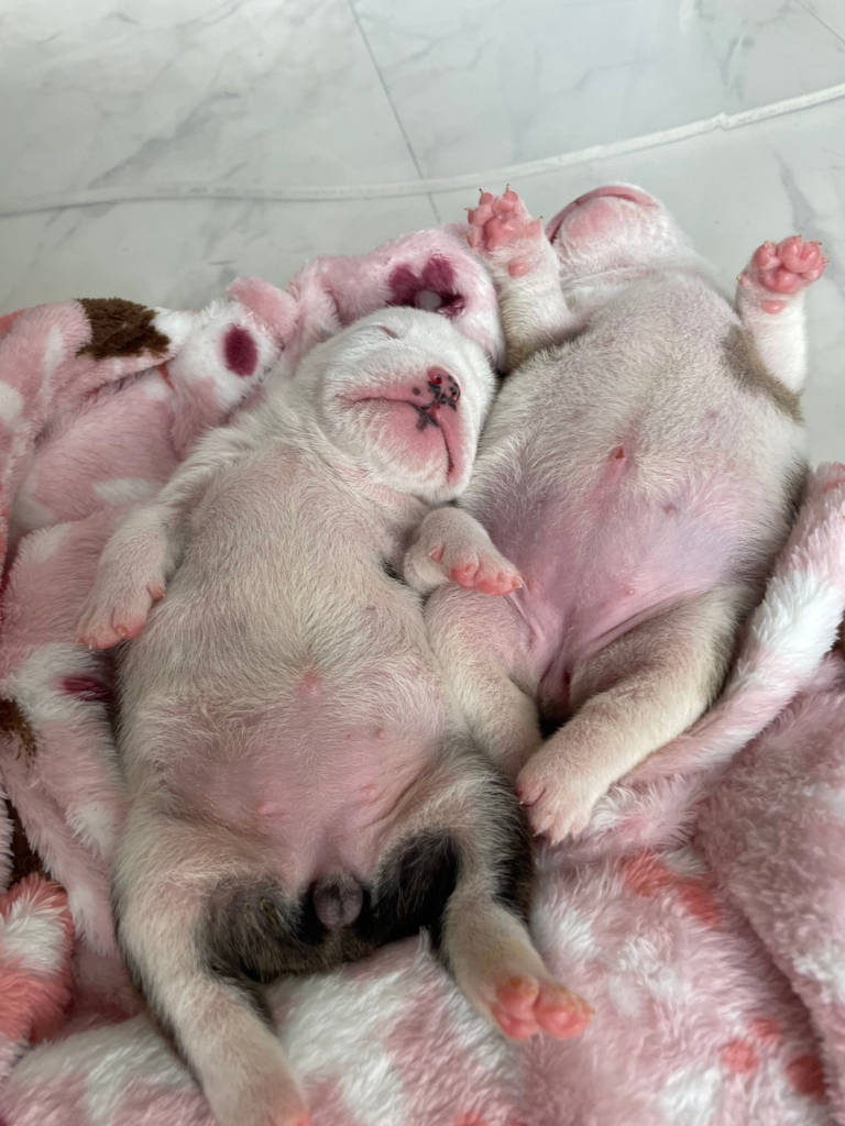 ブルドッグの女の子、2023年8月2日産まれ、目が開きました。お休みなさい