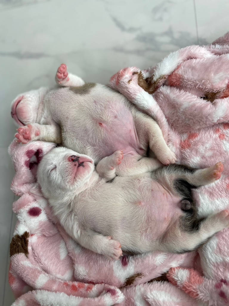 ブルドッグの女の子、2023年8月2日産まれ、目が開きました。お休みなさい