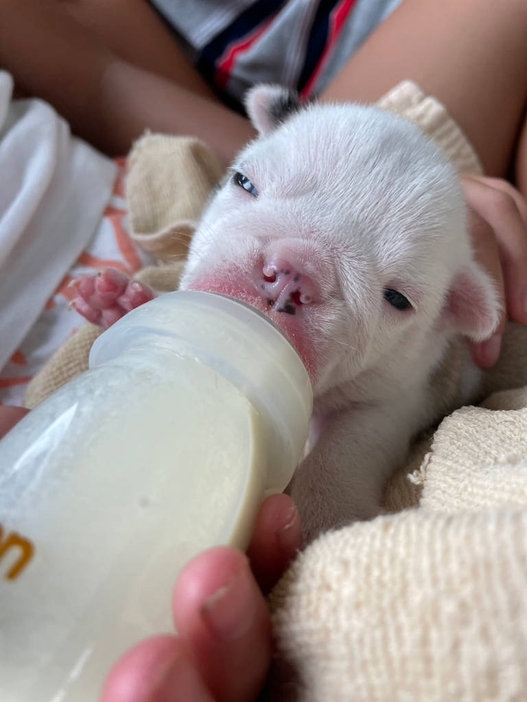 ブルドッグの女の子、2023年8月2日産まれ、目が開きました。ミルク