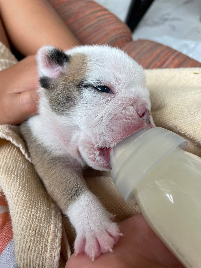 ブルドッグの女の子、2023年8月2日産まれ、目が開きました。ミルク