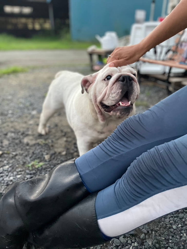 ブルドッグのミルクちゃん。女の子。2023年8月22日の日記。写真2